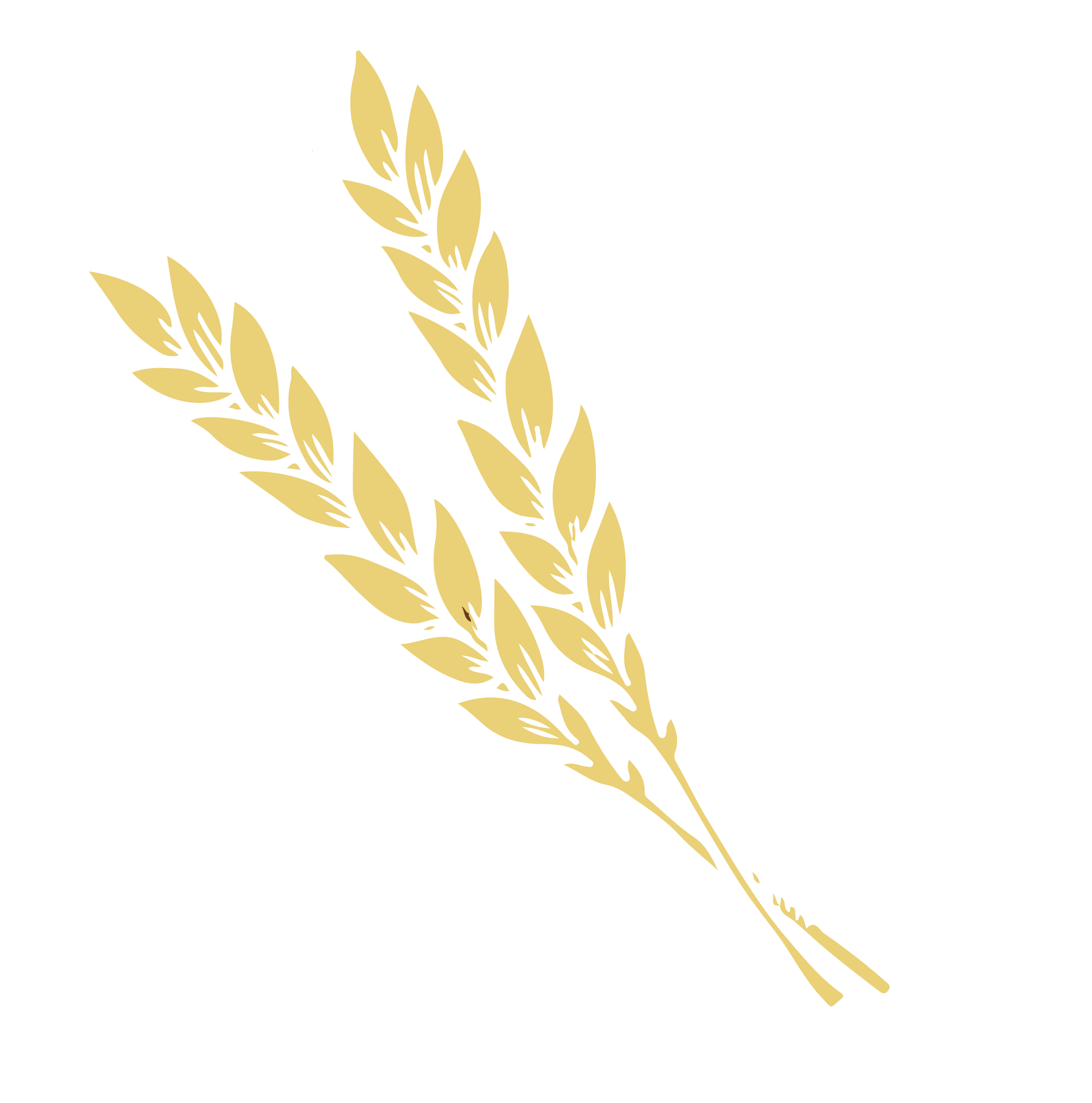 Pšenica